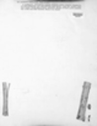 Mycosphaerella desmazieri image
